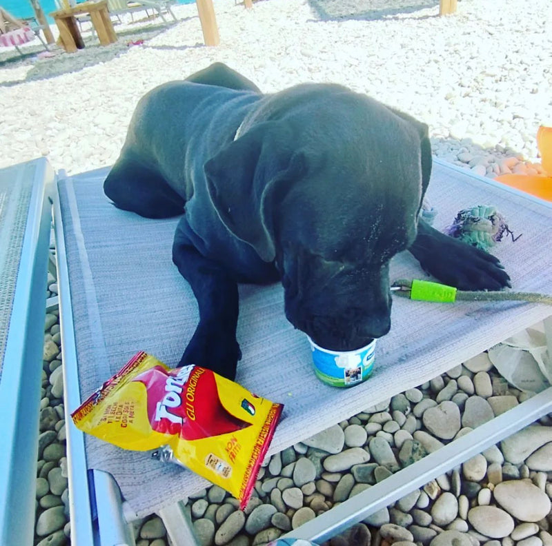 12x Hundeeis der tropische Shrimpcocktail 90ml